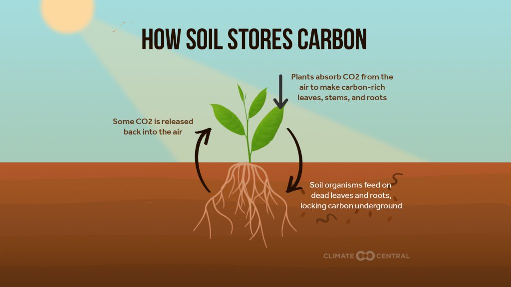 Soil Carboncycle